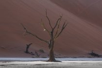 Мертвое дерево на глиняной сковороде возле песчаной дюны — стоковое фото