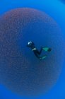 Unterwasseraufnahme eines Freitauchers, der einen Köderball jugendlicher Schnapper fotografiert, Insel San Benedicto, Colima, Mexiko — Stockfoto