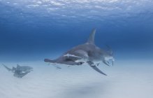 Great Hammerhead Shark swimming with Nurse Sharks in background — Stock Photo