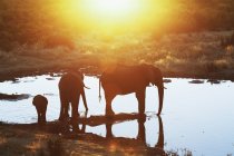 Силуети африканських слонів у водяній дірі під час заходу сонця — стокове фото