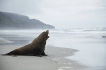 Одинокий тюлень на пляже — стоковое фото