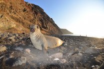 Elefante foca aullando en la playa rocosa - foto de stock