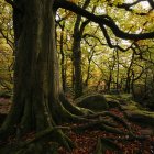 Árbol grande con raíces expuestas en bosque oscuro - foto de stock
