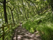 Огорожа на зеленій лісовій доріжці на сонячному світлі — стокове фото
