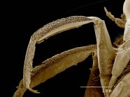 Ноги Notonectidae, Buenoa sp Sem — стокове фото