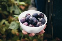 Cropped image of man holding bowl of fresh plums — Stock Photo