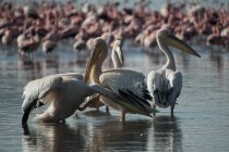 Pelicanos e flamingos em águas rasas do Lago Nakuru, Quênia — Fotografia de Stock