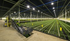 Greenhouse spécialisée dans la culture de chrysanthèmes, Ridderkerk, zuid-holland, Pays-Bas — Photo de stock