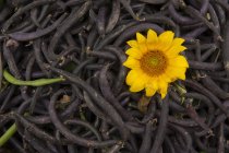 Pile de haricots avec fleur jaune, vue de dessus — Photo de stock