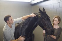Stablehands grooming cavalo preto em estábulos — Fotografia de Stock