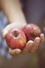 Male hand holding two red apples — Stock Photo