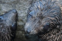 Vista close-up de bonito foca guadalupe pele na ilha de guadalupe — Fotografia de Stock