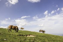 Cavalos pastando no campo em Saint-Michel, Pirinéus, França — Fotografia de Stock