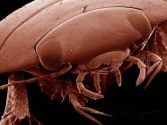 Голова ныряющего жука Dytiscidae SEM — стоковое фото