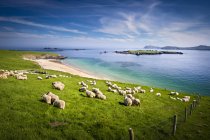 Овцы пасутся на зеленом склоне холма при солнечном свете — стоковое фото