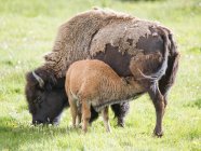Amerikanische Bisons, Kälberfütterung im Lamar Valley, Yellowstone Nationalpark, Wyoming, USA — Stockfoto