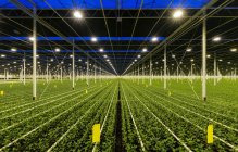 Invernadero especializado en el cultivo de crisantemos, Ridderkerk, Países Bajos - foto de stock