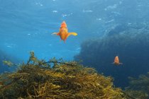 Vista frontal da escolarização dos peixes garibaldi no fundo do mar — Fotografia de Stock