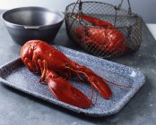 Whole fresh lobster on tray and in metal wire basket — Stock Photo