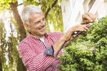 Reifer Mann schneidet Busch mit Gartenschere — Stockfoto