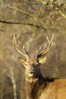 Front view of Red Deer in sunlight — Stock Photo
