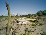 Asparagus growing in sandy field, Formby, England — Stock Photo