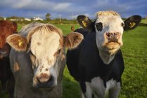 Коровы в солнечном свете на поле, крупным планом — стоковое фото