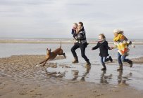 Mid adult parents with son, daughter and dog running on beach, Bloemendaal aan Zee, Netherlands — Stock Photo