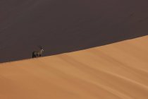 Oryx стоїть в тіні на гігантській піщаній дюні — стокове фото