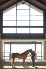 Jovem mulher stablehand pé com cavalo palomino — Fotografia de Stock