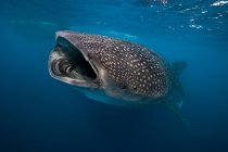 Vista subacquea dello squalo balena, Isole Revillagigedo, Colima, Messico — Foto stock