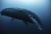 Vista subaquática da baleia jubarte, Ilhas Revillagigedo, Colima, México — Fotografia de Stock