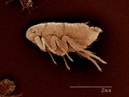 Uma pulga, Siphonaptera SEM — Fotografia de Stock
