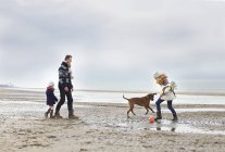 Genitori adulti con figlia e cane che giocano a calcio sulla spiaggia, Bloemendaal aan Zee, Paesi Bassi — Foto stock