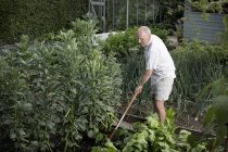 Senior man raking vegetable garden crops — Stock Photo