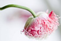 Primer plano plano de flor rosa - foto de stock