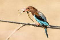 White-throated Kingfisher (Halcyon smyrnensis) with eel in beak, Israel — Stock Photo