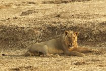 Löwe auf dem Boden liegend an Manapools, Simbabwe, Afrika — Stockfoto