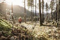 Vue lointaine de la jeune randonneuse dans la forêt, Reutte, Tyrol, Autriche — Photo de stock