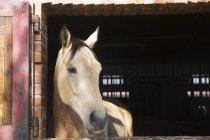 Horse peering from brick stable building — Stock Photo