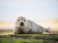 Вид обыкновенного тюленя, лежащего на берегу и смотрящего на камеру — стоковое фото