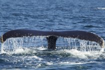 Горбатий кит хвіст бризкає воду — стокове фото