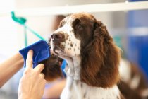 Woman grooming dog in pet salon, close-up — Stock Photo