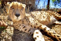 Cheetah lying on ground, Rhino and Lion Nature Reserve, Gauteng, South Africa — Stock Photo