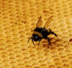Bumble Bee on honeycomb close up shot — Stock Photo