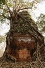 Baumwurzeln, die auf und um Steinruine herum wachsen, prasat thom, koh ker, Kambodscha — Stockfoto