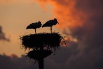 Pair of white storks on artificial nesting pole at sunset — Stock Photo