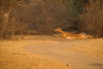 Impala fêmea ou Aepyceros melampus pulando no ar sobre pista de terra, Mana Pools National Park, Zimbábue — Fotografia de Stock
