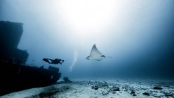 Diver swimming with Eagle Ray, underwater view, Cancun, Mexico — Stock Photo