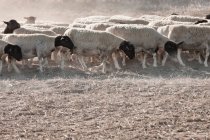 Vista parcial do pastoreio de ovinos em campo seco — Fotografia de Stock
